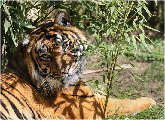 Sumatra-Tiger (Panthera tigris sumatrae) 2010, aufgenommen im Zoo Heidelberg (www.zoo-heidelberg.de) | Canon EOS 50D 100 mm 1/320 Sek. f/4,0 ISO 100 