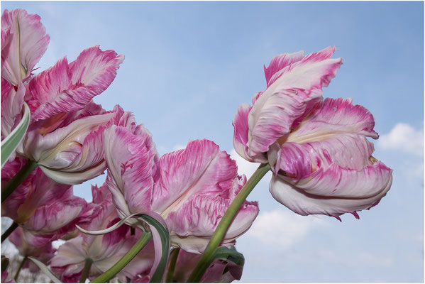 Tulpe (Tulipa) 2011 | Canon EOS 50D  24 mm 1/250 Sek. f/8,0 ISO 100