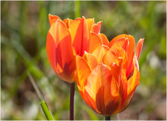 Tulpe (Tulipa) 2014 | Canon EOS 6D 200 mm  1/160 Sek.  f/10  ISO 100