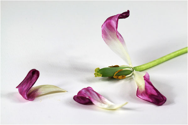 Tulpe (Tulipa) 2012 | Canon EOS 50D 100 mm  1/60 Sek.  f/5,6  ISO 100