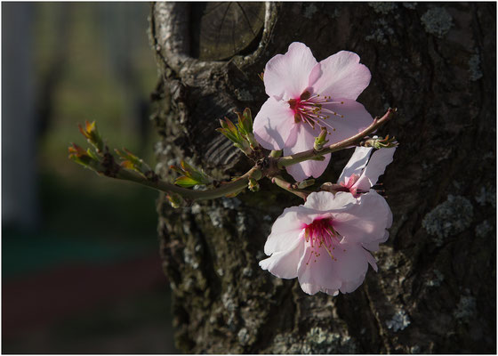 Mandelbaum (Prunus dulcis) 2014 | Canon EOS 6D  105 mm  1/160 Sek.  f/11  ISO 100