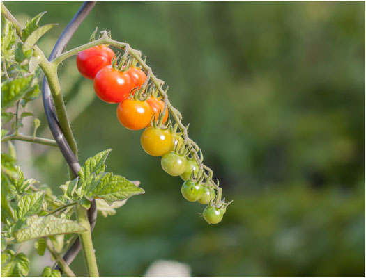 Tomate (Solanum lycopersicum) 2012 | Canon EOS 50D  100 mm  1/320 Sek.  f/2,8  ISO 100