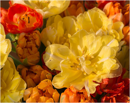 Ein Strauß Tulpen 2014 | Canon EOS 6D  100 mm  1/250 Sek.  f/6,3  ISO 100