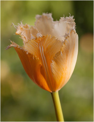 Tulpe (Tulipa)  2011  | Canon EOS 50D  100 mm 1/160 Sek.  f/6,3  ISO 250