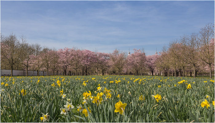 Kirschblüte im Schwetzinger Schlosspark 2015 | Canon EOS 6D  35 mm  1/320 Sek.  f/8,0  ISO 100 
