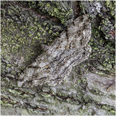 Rauten-Rindenspanner (Peribatodes rhomboidaria) 2014 | Canon EOS 6D 100 mm  0,8 Sek.  f/22  ISO 100