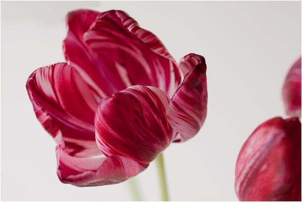 Tulpe (Tulipa) 2012 | Canon EOS 6D 100 mm  1/4 Sek.  f/4,5  ISO 100