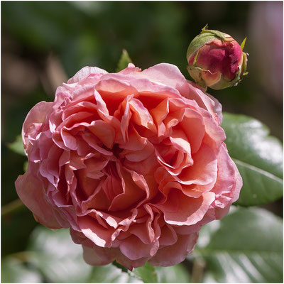 Englische Rose "Abraham Darby" 2012 | Canon EOS 50D 100 mm  1/800  f/6,3  ISO 200