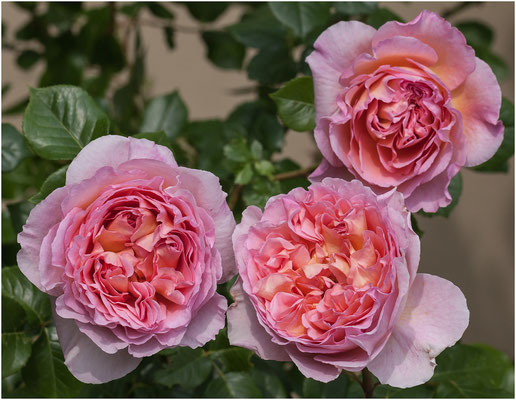 Englische Rose "Abraham Darby" 2012 | Canon EOS 50D  100 mm  1/500 Sek.  f/8,0  ISO 200