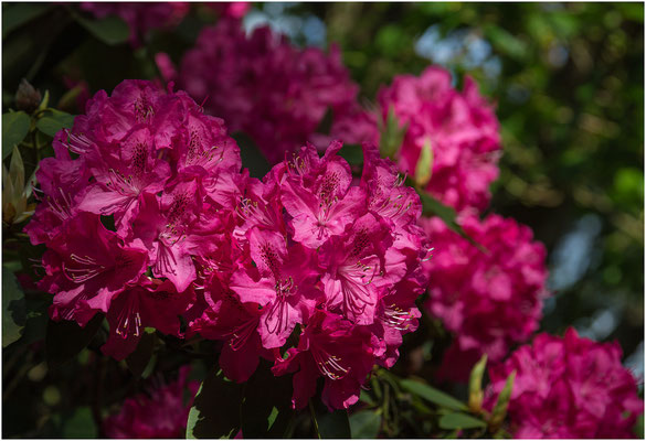 Rhododendron 2013 | Canon EOS 6D  100 mm  1/250 Sek.  f/7,1  ISO 100