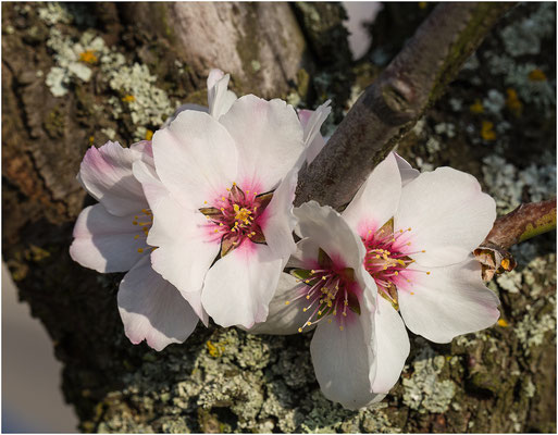 Mandelbaum (Prunus dulcis) 2014 | Canon EOS 6D  100 mm  1/160 Sek.  f/10  ISO 100