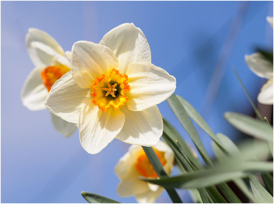 Narzisse (Narcissus) 2013 | Canon EOS 50D  100 mm  1/500 Sek.  f/6,3  ISO 100