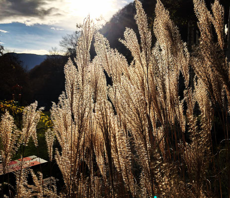 Autunno al Begola.