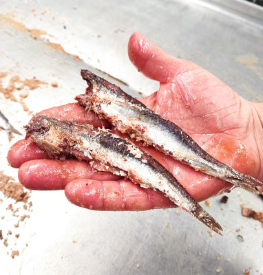 Prueba las anchoas de salazón Bolado, las anchoas gourmet de Cantabria que te conquistarán.