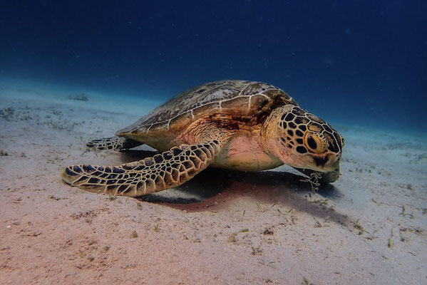 Hungry Sea Turtle