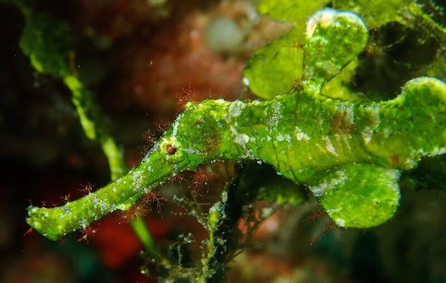 Ghost-Pipefish