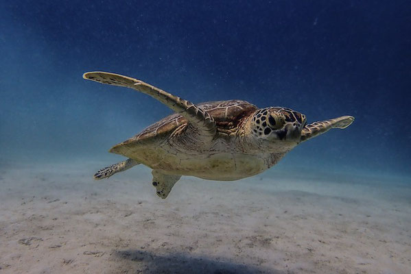 Green Sea Turtle