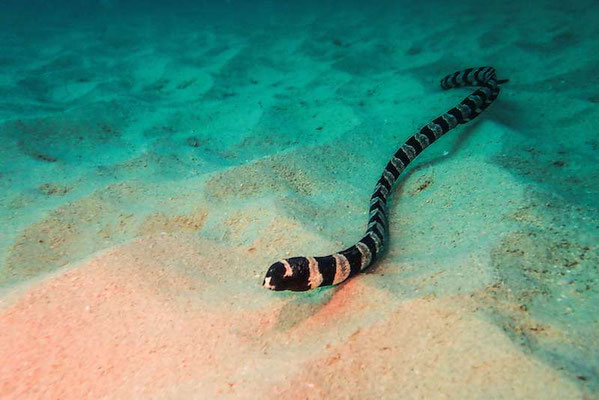 Sea Snake - or Eel???