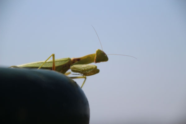 Eine Gottesanbeterin auf unserer Terrasse