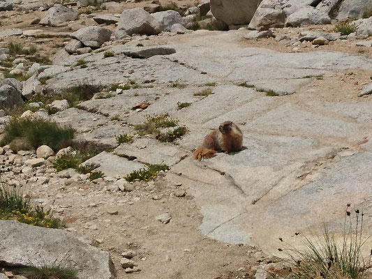Marmots everywhere!