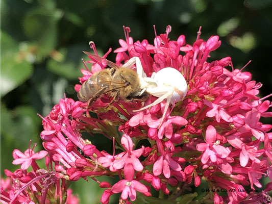 auch das ist Natur, Krabbenspinne verputzt Biene 