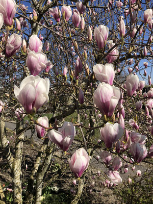 Magnolien 