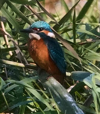 Eisvogel auf der Ansitzwarte