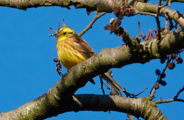 Die Goldammer genießt die Wintersonne