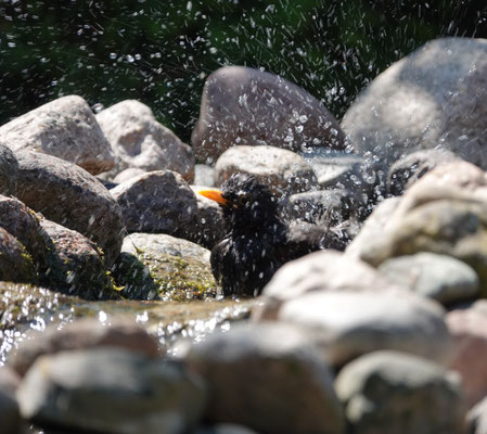 Hr. Amsel nimmt im Bachlauf ein Bad.