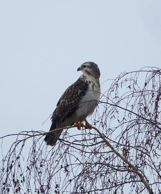 Mäusebussard beim Sichern