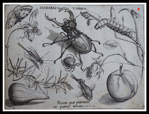 Joris Hoefnagel 1592, "SCARABEI UMBRA",  Kupferstich, Blattgröße 16,5cm x 21,5cm  - VERKAUFT