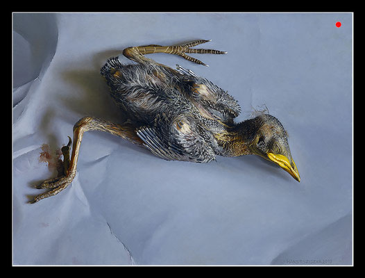 "Absturz"  30x40cm, Öl/Malplatte, 2019 -  VERKAUFT -