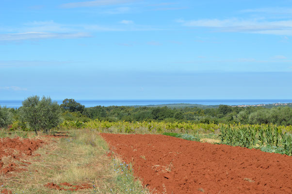 Meerblick an der Westküste Istriens