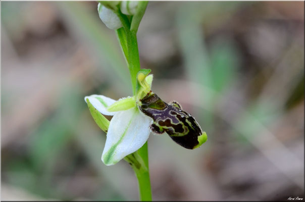 Ophrys philippi Belgentier (83) 23 Mai 2019