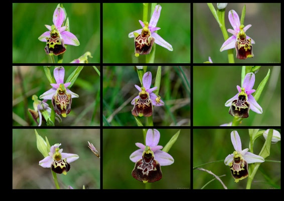 Ophrys fuciflora ssp druentica Drôme (26) le 10 Mai 2018