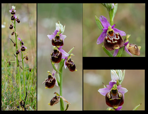 Ophrys fuciflora sp souchei Ste Cécile les Vignes (84) le 09 Juin 2020