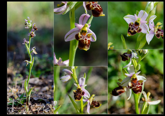 Ophrys scolopax ssp vetula Le Thor (84) le 27 04 2023