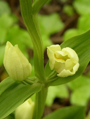 Cephalanthera damasonium Montferrier (34) le : 10-05-2004