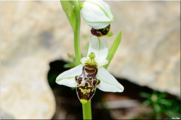 Ophrys philippi Belgentier (83) 23 Mai 2019