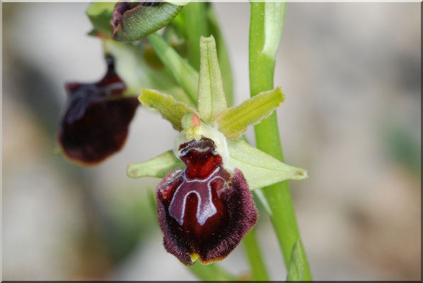 Ophrys provincialis Sausset les Pins (13)  le 06 Avril 2014