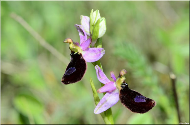 Ophrys aurelia Saint-Maximin-la-Sainte-Baume (83) le 01 Mai 2019