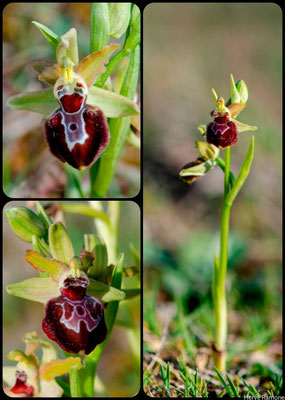 Ophrys provincialis Sénas (13) Le 20 Avril 2023