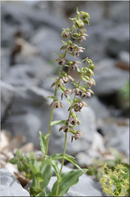 Epipactis tremolsii Gorges de la Nesque (84) Le 24 Juin 2016