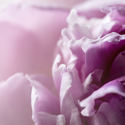 Blütentraum in rosa