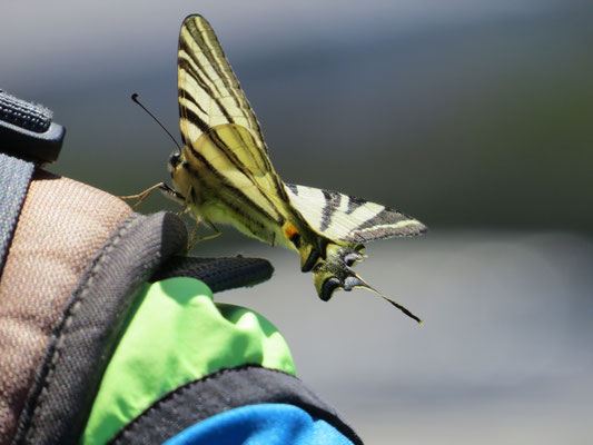 Macaone (Papilio machaon)