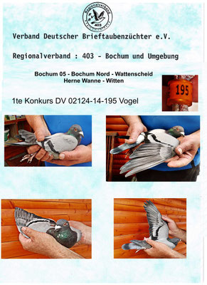 DV 02124-14-0195 den 1ten Konkurs gegen 221 Züchter und 5646 Tauben. 
