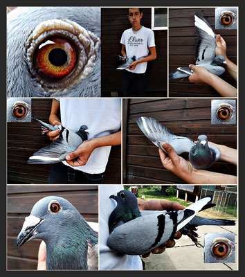 1ten Preis fliegt das Weibchen DV 08695-14-0505 blau von Hemau 425km