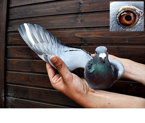  1ten Preis fliegt das Weibchen DV 08695-14-0505 blau von Hemau 425km