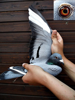  1ten Preis fliegt das Weibchen DV 08695-14-0505 blau von Hemau 425km