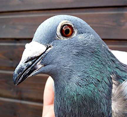  1ten Preis fliegt das Weibchen DV 08695-14-0505 blau von Hemau 425km